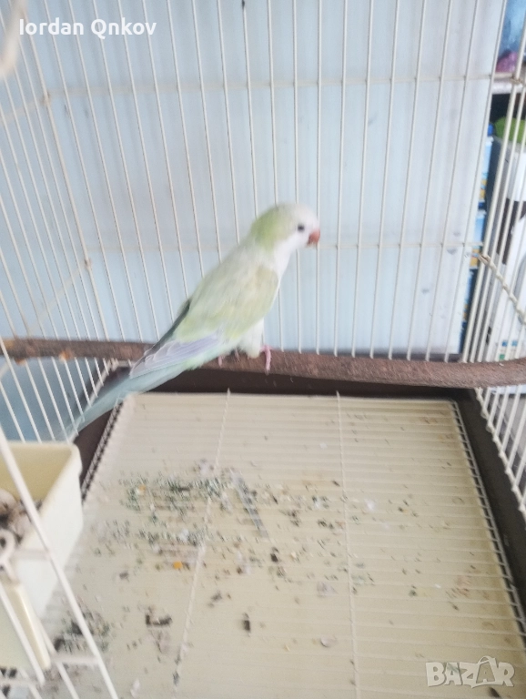 Продавам папагал монах, снимка 1