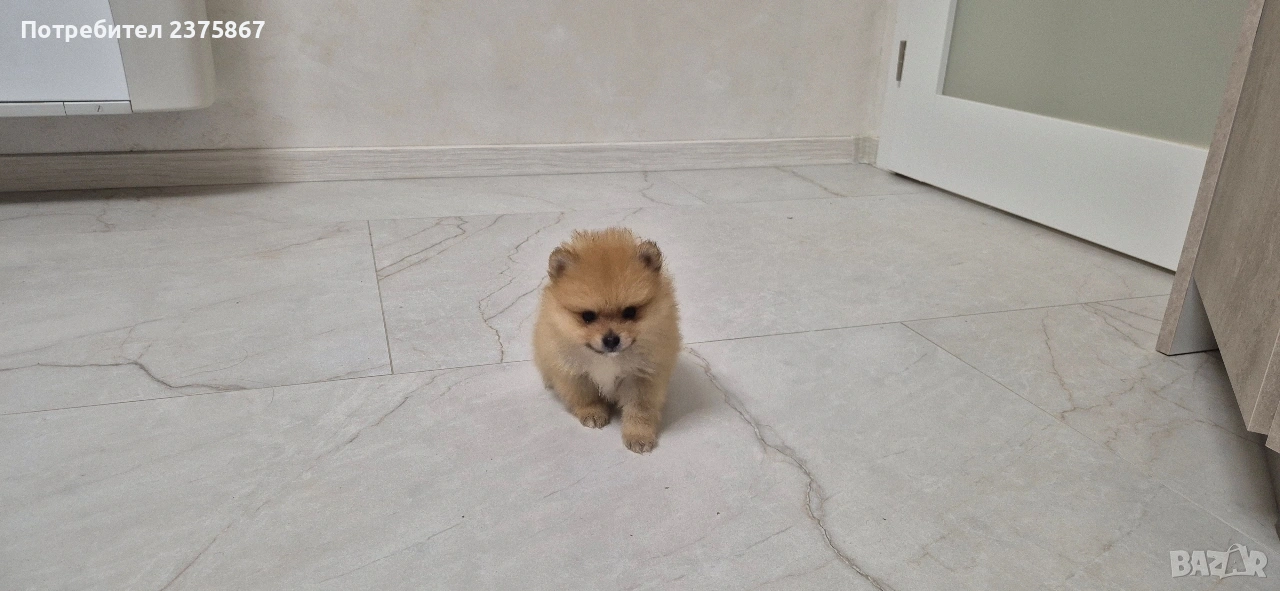 мъжко померанче,померан, снимка 1
