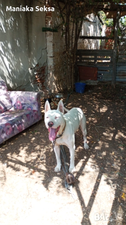 Подариавасе, снимка 1