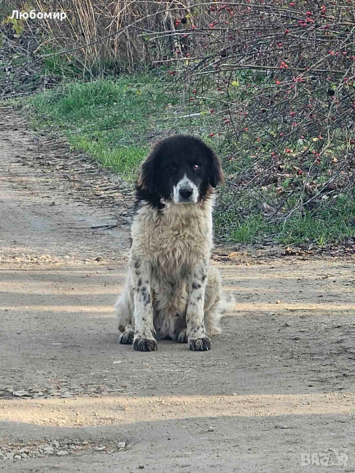 Каракачанка, снимка 1