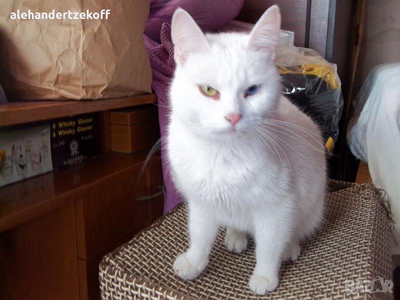 Прекрасна бяла котка ТУРСКИ ВАН със синьо и зелено око търси бял мъжкар, снимка 1