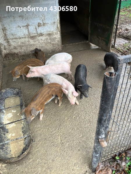 Прасенца, снимка 1