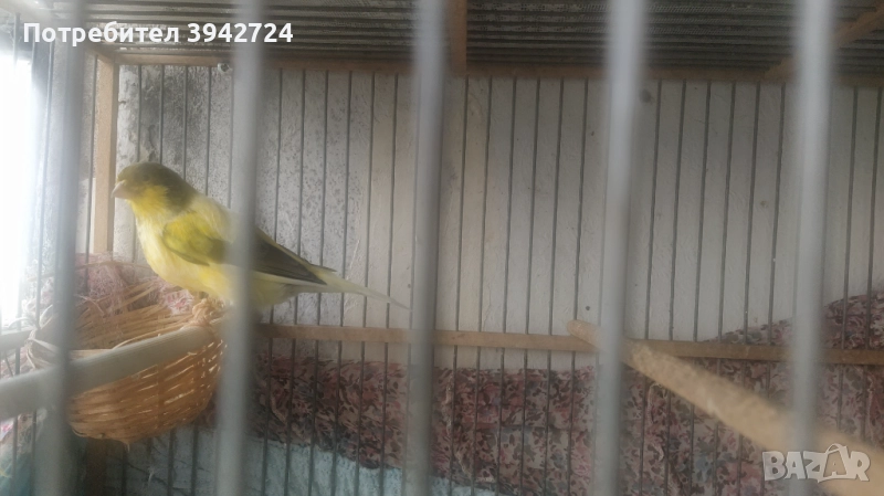 Продавам чисто Орфеев канар70@@ лвжълт,енска 60лв сива  на 2г.чифт мъжко и женско за 130в, снимка 1