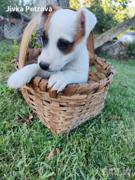 Джак ръсел териер , снимка 1