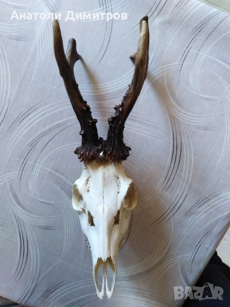 продавам трофей от сръндак , снимка 1