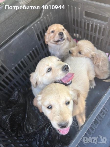 Глдън Ретривър, снимка 1