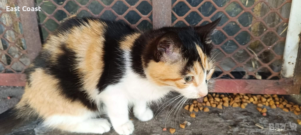 Малко сладко коте/котенце търси своя дом във Варна, снимка 1
