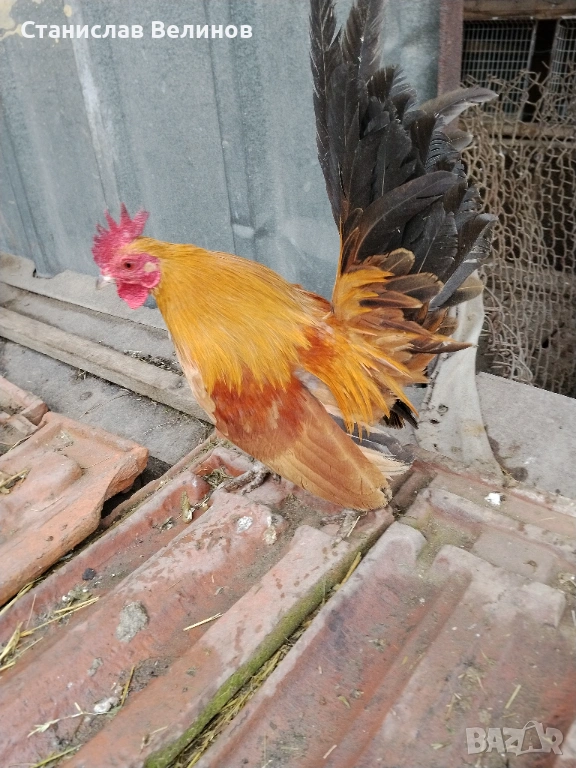 Продавам серама, снимка 1