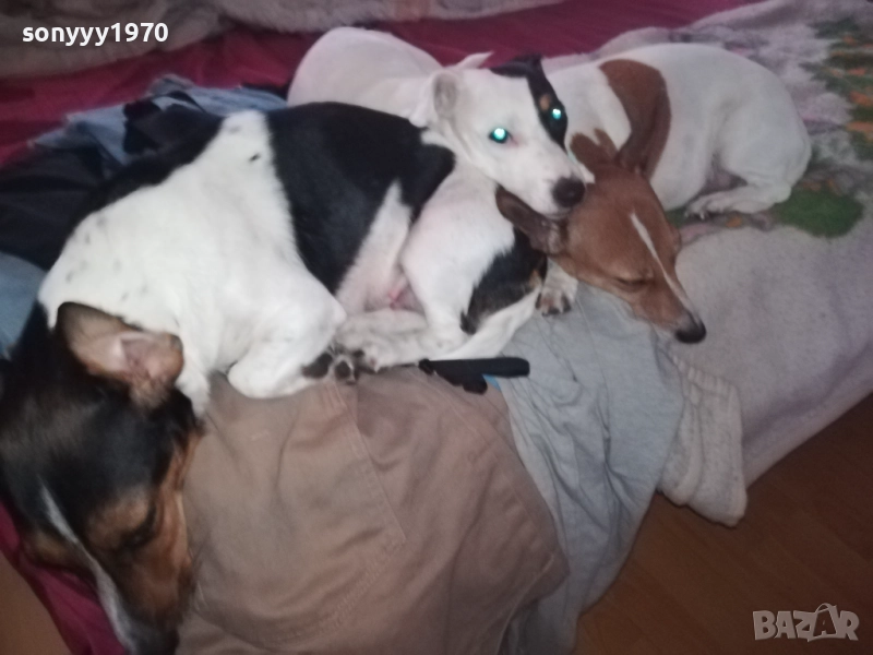 ПРОДАВАМЕ ДЖАК РЪСЕЛ-БЕБЕТА гр.ВИДИН 2809251916, снимка 1