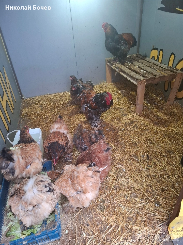 Яица за люпене от Кохен ,Брама,Орпингтон и Копринки, снимка 1