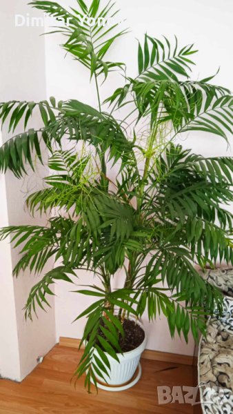 Палма, снимка 1