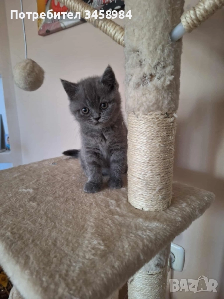 Британска късокосместа , снимка 1