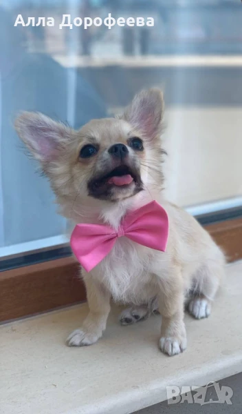 Момче чихуахуа , снимка 1