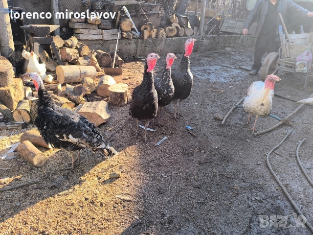 Продавам Пуийки, снимка 4 - Кокошки и пуйки - 52790020