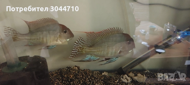 Продавам Геофагуси