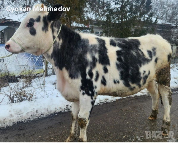 Юница за продан, снимка 2 - Крави - 53248527