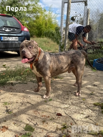 Американско Були ХЛ за разплод, снимка 6 - Други - 48276659