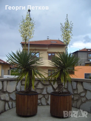 Палма Юка-студоустойчива,дворна-60-70см.
