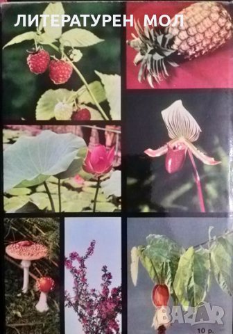 Иллюстрированная энциклопедия растений. Четвертое издание. Ф. А. Новак 1987г., снимка 5 - Енциклопедии, справочници - 33393227