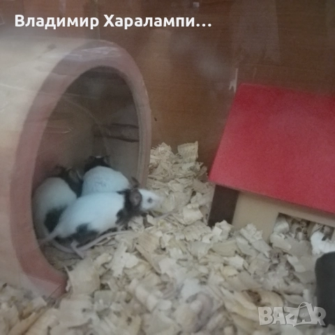 Подарявам китайски мишки панди, снимка 6 - Хамстери - 52458697