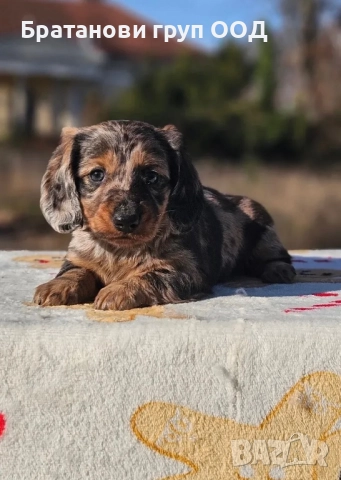 Дългокосмести Дакели, снимка 2 - Дакели - 52801951