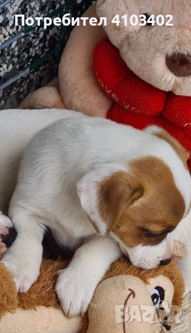 Джак Ръсел териер , снимка 3 - Джак ръсел териер - 52315798