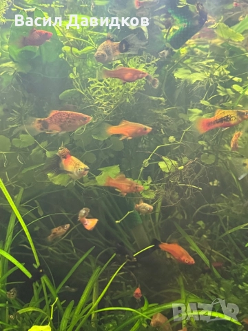 Хелер , Молинезия , Плата , Гупа , Комети, снимка 10 - Рибки - 51515705