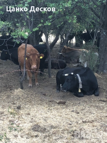 Стадо крави, снимка 9 - Крави - 51846249