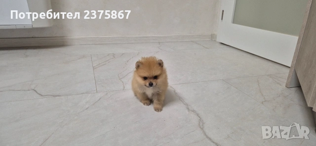 мъжко померанче,померан