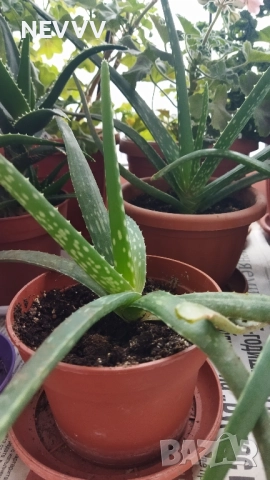 Алое лечебно растение, снимка 11 - Стайни растения - 47724690
