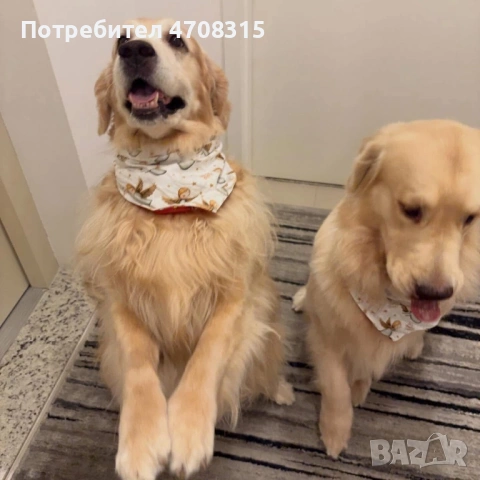 Голдън ретривър момче родословен баща, снимка 7 - Голдън ретривър - 53504464