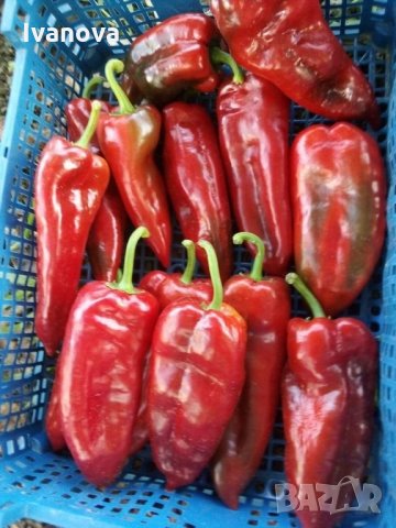 Предлагам всички видове разсад  , снимка 3 - Сортови семена и луковици - 28091631