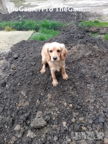 Продавам два английски кокер шпаньола – женски, на 5 месеца., снимка 4 - Кокер шпаньол - 52640836