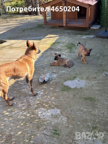 Малки Малиноа търсят своят нов собственик, снимка 2 - Белгийска овчарка - 52404012