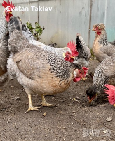 Крем Легбар, Опал Легбар, яйца и пилета, снимка 2 - Кокошки и пуйки - 42957928