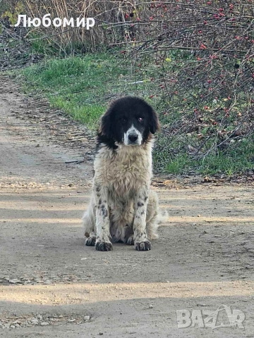 Каракачанка