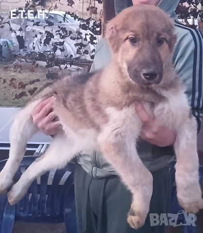 Средно Азиатска Овчарка Алабаи , снимка 3 - Алабай - 53405176