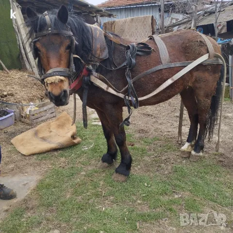 Кон женскооо.., снимка 1