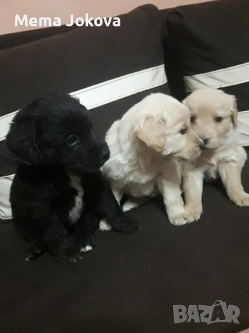 голдън ретривър бебета, снимка 5 - Голдън ретривър - 53133103