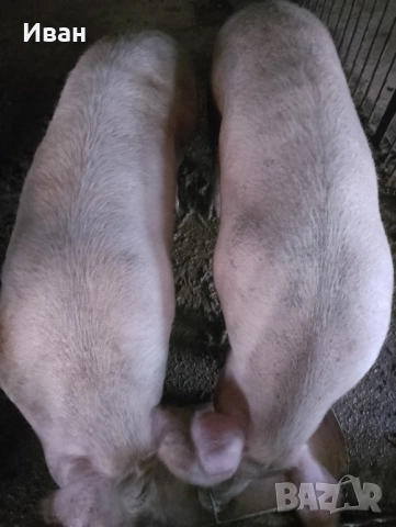 продавам прасе за клане , снимка 2 - Прасета - 51993842