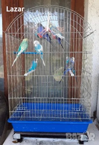 Вълнисти Папагали, снимка 4 - Папагали - 48331702