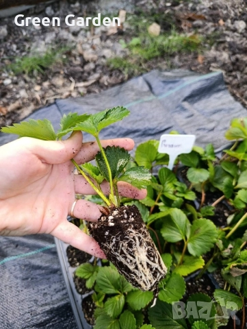 Ягоди Гигант, снимка 4 - Разсади - 51717283