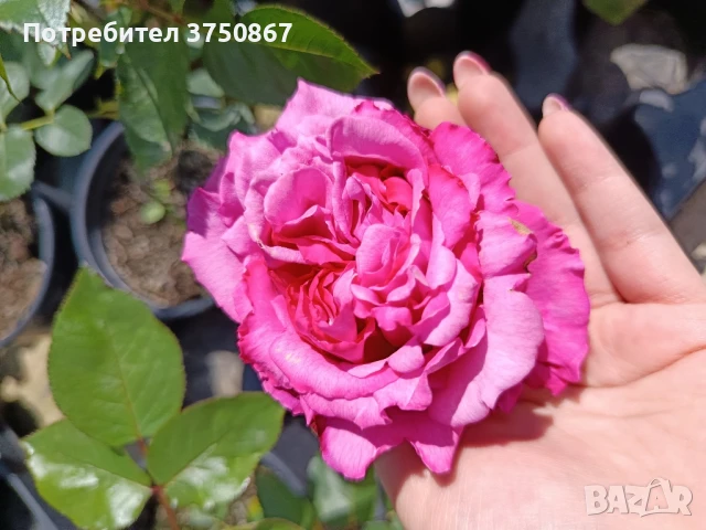 🌹РОЗА🌹 YVES PIAGET®; Gpt Keitsupiatsu 🌹, снимка 2 - Градински цветя и растения - 51135710