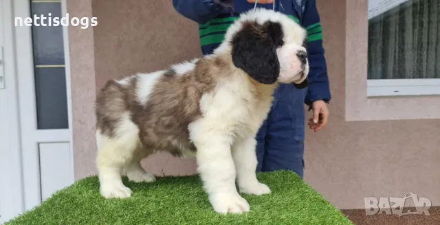 САНБЕРНАРИ - внос, снимка 3 - Санбернари - 37107443