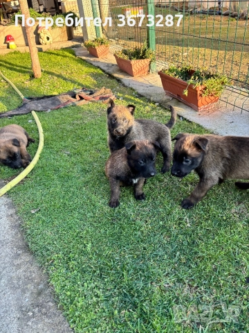 Белгийска овчарка малиноа, снимка 5 - Белгийска овчарка - 52822015