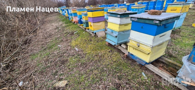 Пчелни семейства със сандъци!, снимка 4 - Други животни - 53084236