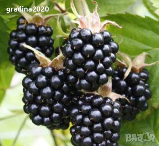 Къпина Честър