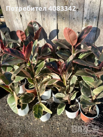 Фикус , снимка 5 - Градински цветя и растения - 53190545