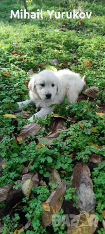 Голдън ретривър , снимка 6 - Голдън ретривър - 52402933