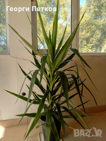 Палма Юка стайна - 150см.- 50лв.., снимка 2 - Стайни растения - 51987226